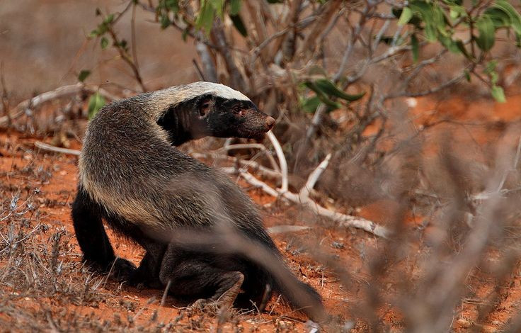  Khả năng leo trèo và đào bới giỏi. Lửng mật có móng vuốt khỏe, vừa giúp chúng đào tổ mối, hang chuột, vừa hỗ trợ trong việc leo cây để lấy mật ong hoặc trốn kẻ thù. Ảnh: Pinterest.