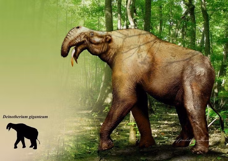  5. Thích nghi với môi trường rừng và đồng cỏ. Deinotherium thường sống ở các khu vực rừng rậm và đồng cỏ mở, nơi có nguồn thức ăn dồi dào quanh năm. Ảnh: Pinterest.