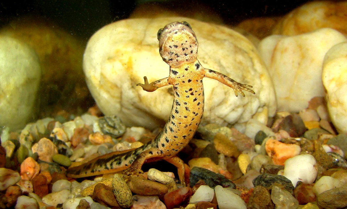  Sinh sản gắn liền với mùa mưa. Trứng thường được cá thể mẹ đẻ ở các khe đá dưới nước vào mùa mưa, khi nguồn nước dồi dào. Ảnh: biolib.cz.