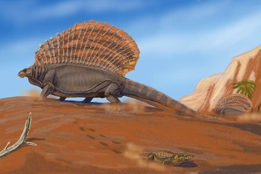  Cánh buồm có vai trò điều hòa thân nhiệt. Cấu trúc này được cho là giúp hấp thụ hoặc tỏa nhiệt, hỗ trợ thích nghi với khí hậu biến đổi. Ảnh: Pinterest.