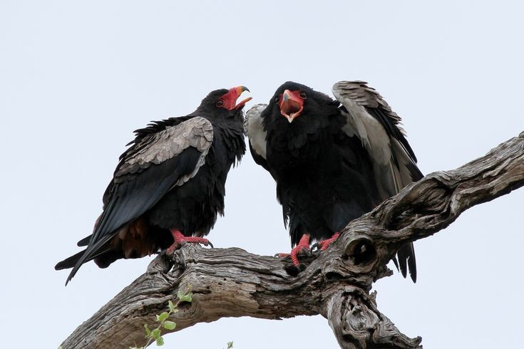  Miễn dịch tương đối với độc tố. Diều mặt đỏ được ghi nhận có thể ăn xác động vật chứa độc tố, kể cả xác động vật bị nhiễm vi khuẩn nguy hiểm. Khả năng chịu độc này giúp chúng đóng vai trò “dọn dẹp” tự nhiên trong hệ sinh thái. Ảnh: Pinterest.