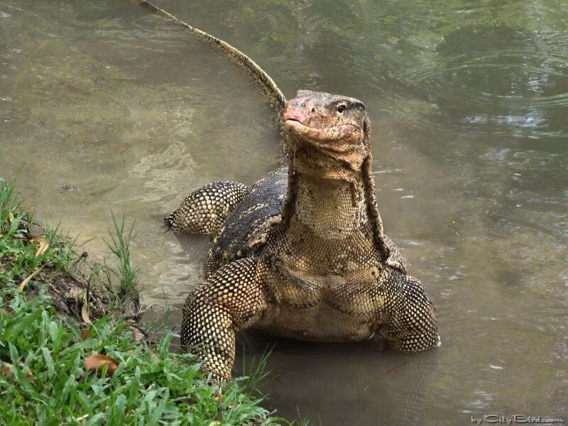  2. Là tay bơi cừ khôi và sống bán thủy sinh. Chúng thường được tìm thấy ở các vùng sông nước, có thể lặn lâu dưới nước và bơi xa hàng trăm mét nhờ đuôi dẹt và chân khỏe. Ảnh: Pinterest.