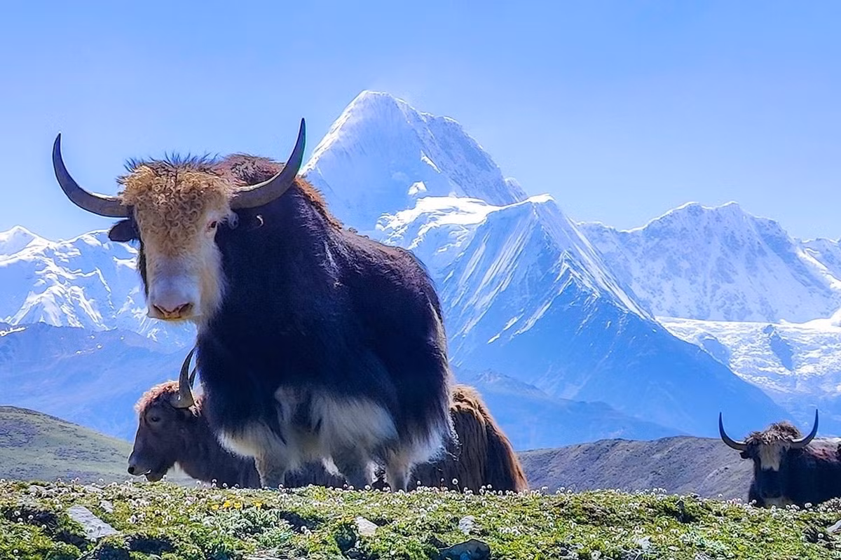  Sống theo bầy đàn.Các đàn thường gồm 10–30 con cái cùng con non, do một con cái già dẫn đầu. Ảnh: tourtraveltibet.com.