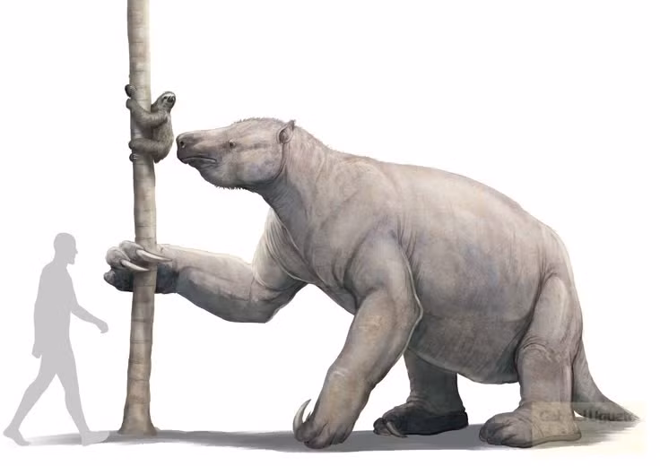  Chế độ ăn hoàn toàn thực vật. Chúng là loài ăn lá, sử dụng hàm và móng lớn để kéo cành cây cao xuống, phục vụ nhu cầu dinh dưỡng khổng lồ. Ảnh: Pinterest.