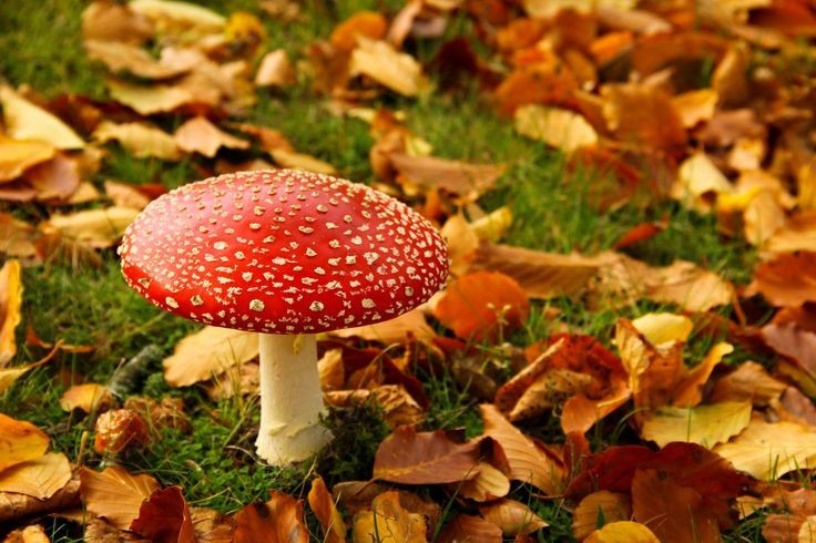  Có quan hệ cộng sinh với rễ cây. Chúng hỗ trợ cây hút chất dinh dưỡng và đổi lại nhận đường tiết ra từ cây. Ảnh: Pinterest.