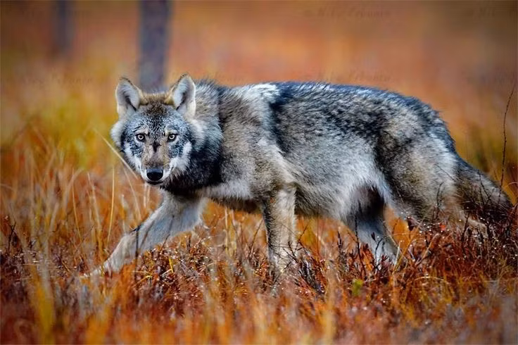  5. Sói có tốc độ chạy ấn tượng. Chúng có thể đạt vận tốc 50–60 km/h trong những đợt rượt đuổi ngắn, kết hợp sức bền để hạ gục con mồi. Ảnh: Pinterest.