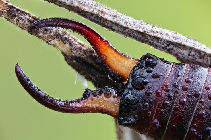  Gắn với truyền thuyết cổ. Cư dân thời Trung Cổ ở châu Âu rằng loài bọ xâu tai có thể chui vào tai người khi ngủ. Thực tế, đây chỉ là truyền thuyết không có cơ sở khoa học, bọ xâu tai hiếm khi tiếp xúc với con người và không có xu hướng chui vào tai. Ảnh: Pinterest.