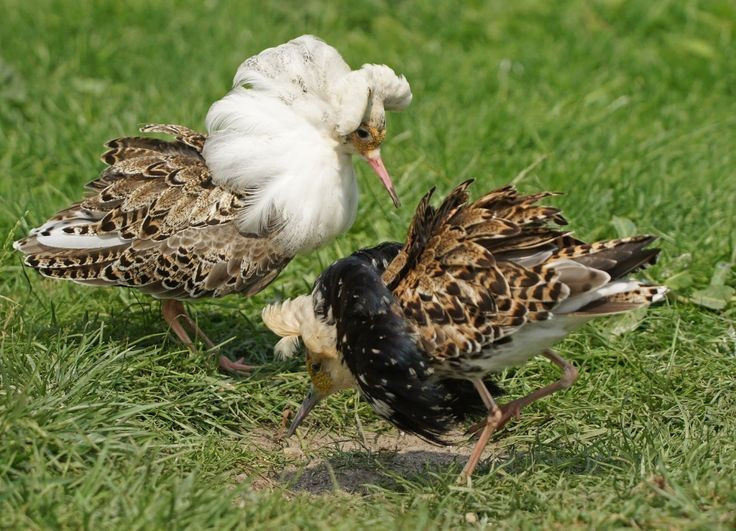  Đối mặt với suy thoái môi trường sống. Sự mất mát vùng đất ngập nước và thay đổi nông nghiệp đã khiến quần thể chim dẽ lớn ở nhiều nơi suy giảm, làm nổi bật nhu cầu bảo tồn các hệ sinh thái đầm lầy. Ảnh: Pinterest.