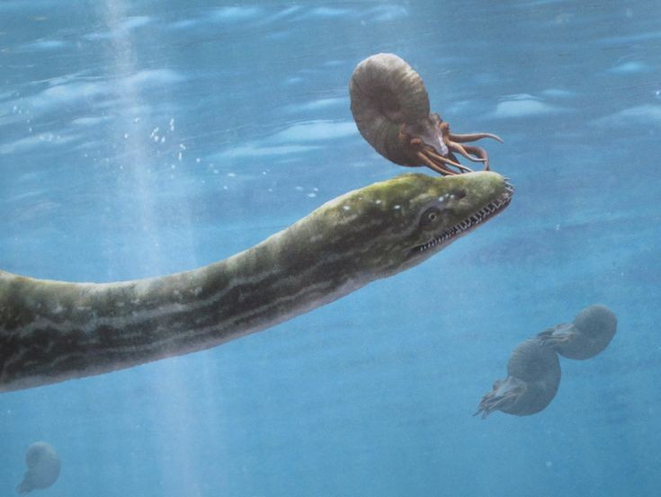  8. Được mô tả lần đầu vào năm 1871. Nhà cổ sinh vật học Seeley là người đặt tên và mô tả loài này dựa trên hóa thạch được khai quật ở Oxfordshire. Ảnh: Pinterest.