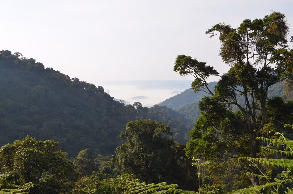  Đối mặt với nhiều thách thức môi trường. Mặc dù được bảo vệ, Bwindi vẫn chịu áp lực từ biến đổi khí hậu, mất rừng và hoạt động của con người. Những nỗ lực bảo tồn liên tục là cần thiết để duy trì hệ sinh thái quý giá này. Ảnh: Flickr.