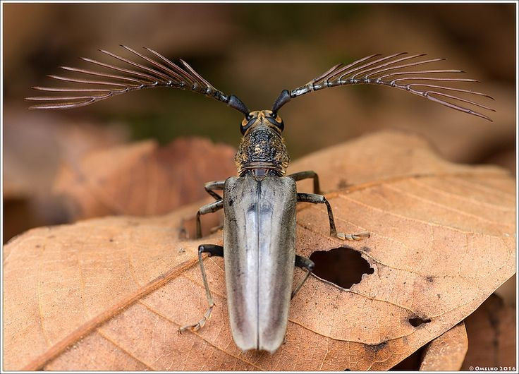  Mang tên nhà tự nhiên học Alfred Russel Wallace. Tên khoa học Cyriopalus wallacei của loài côn trùng này được đặt để vinh danh Alfred Russel Wallace, người đồng thời với Darwin đề xuất thuyết tiến hóa bằng chọn lọc tự nhiên. Việc một loài xén tóc mang tên ông phản ánh giá trị khoa học và lịch sử đặc biệt của loài côn trùng này trong nghiên cứu đa dạng sinh học Đông Nam Á. Ảnh: Pinterest.
