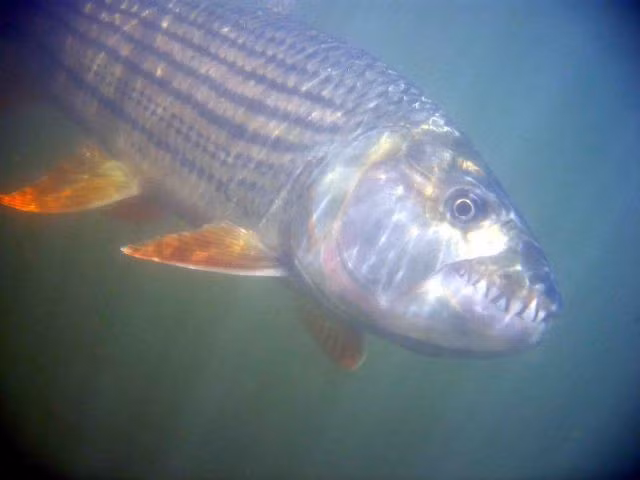  Ít được nghiên cứu vì môi trường nguy hiểm. Dòng Congo sâu và xoáy khiến việc khảo sát cá hổ Goliath rất khó khăn. Ảnh: Pinterest.