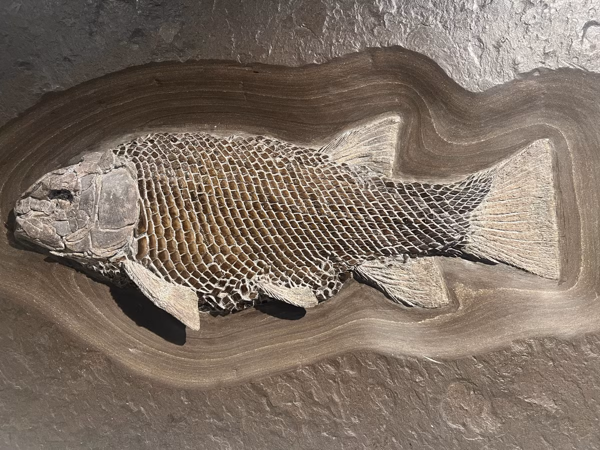  Cấu trúc cơ thể cổ điển. Chúng có vây đuôi đối xứng và thân hình thon gọn, điển hình cho các loài cá cổ. Ảnh: urweltsteinbruch.de.