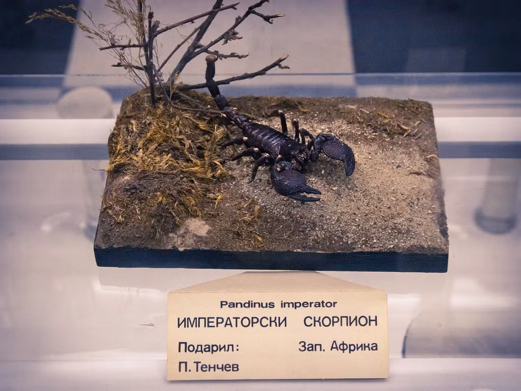  Được nuôi phổ biến làm thú cưng. Nhờ tính cách tương đối hiền và dễ chăm sóc, bọ cạp hoàng đế là loài phổ biến trong thú chơi động vật ngoại lai. Tuy nhiên, người nuôi vẫn cần cẩn trọng và hiểu rõ tập tính của chúng. Ảnh: Flickr.