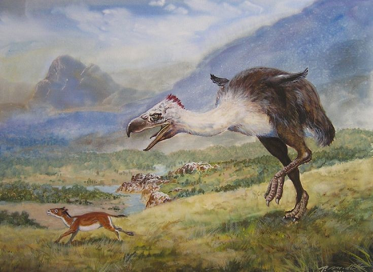 View - Cái mỏ đáng sợ của chim săn mồi khủng nhất thời tiền sử | Báo Tri thức và Cuộc sống - TIN TỨC PHỔ BIẾN KIẾN THỨC 24H