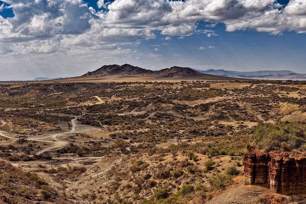  Nằm trong một hệ sinh thái phong phú. Khu vực xung quanh Hẻm núi Olduvai là nơi sinh sống của sư tử, linh dương và ngựa vằn. Ảnh: jstor.org.