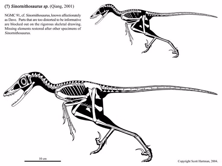  Khả năng bật nhảy tốt. Cấu trúc xương cho thấy Sinornithosaurus có thể lao lên cây hoặc tấn công theo chiều dọc. Ảnh: Pinterest.