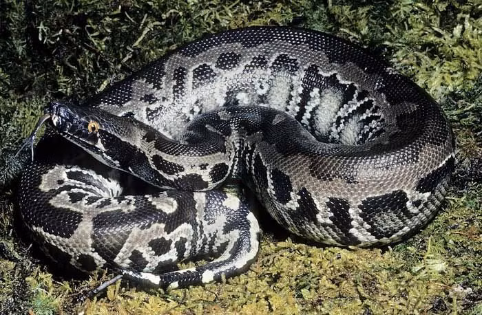  Kích thước khổng lồ đáng kinh ngạc. Trăn Miến Điện có thể dài hơn 5 mét và nặng trên 90 kg, thuộc nhóm trăn lớn nhất hành tinh. Ảnh: Pinterest.