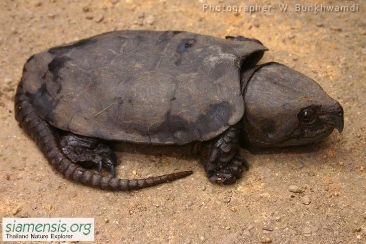  1. Sở hữu chiếc đầu to quá khổ so với cơ thể. Chiếc đầu của loài rùa này lớn đến mức không thể rụt vào mai như nhiều loài rùa khác. Ảnh: Pinterest.