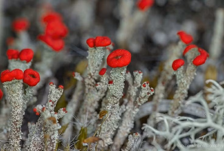  Địa y que diêm là sinh vật cộng sinh. Chúng được tạo nên từ nấm và tảo, sống cộng sinh để trao đổi chất dinh dưỡng và năng lượng. Ảnh: Pinterest.