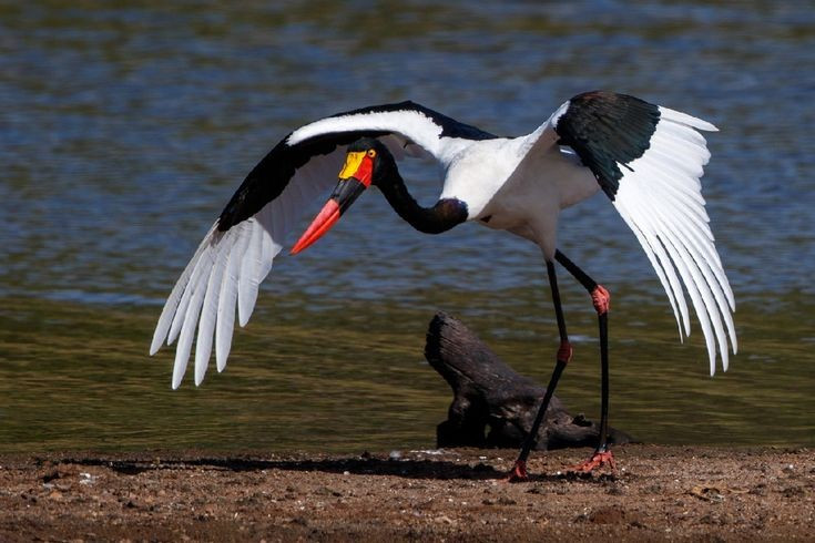  Bộ lông tương phản mạnh mẽ. Cơ thể loài chim này có màu trắng chủ đạo, kết hợp với đầu, cổ và cánh đen tuyền, mỏ đen - đỏ, tạo nên sự tương phản thị giác rõ rệt và rất dễ nhận diện từ xa. Ảnh: Pinterest.