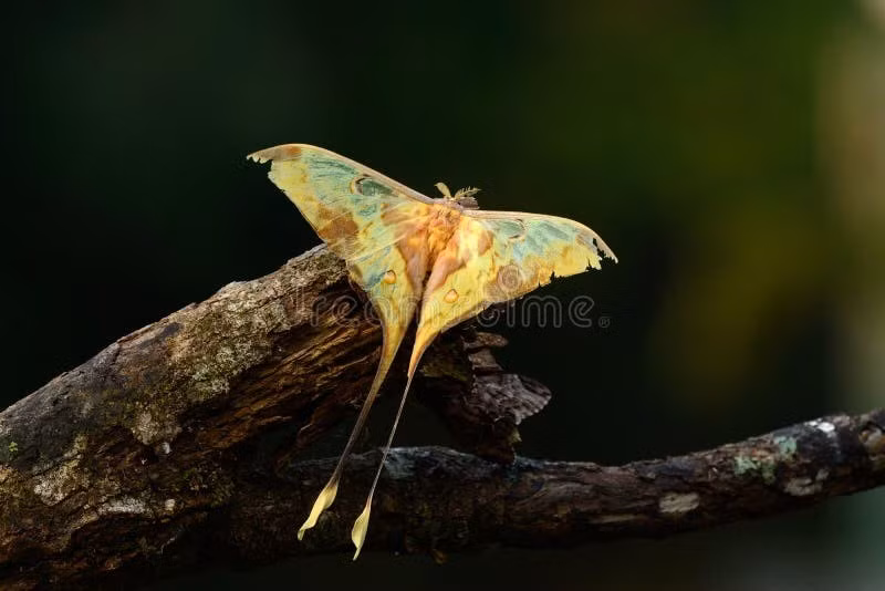  7. Được xem là biểu tượng của vẻ đẹp rừng sâu. Vẻ ngoài lộng lẫy và vòng đời huyền bí khiến bướm đuôi dài xanh lá chuối trở thành biểu tượng được nhiều người yêu thiên nhiên ngưỡng mộ. Ảnh: dreamstime.