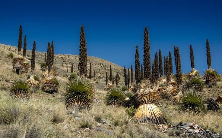  Sinh trưởng ở môi trường khắc nghiệt. Loài cây này phân bố chủ yếu tại Peru và Bolivia, ở độ cao từ 3.000–4.800 mét, khô và lạnh giá, nhiệt độ ban đêm có thể xuống dưới 0°C. Ảnh: Pinterest.