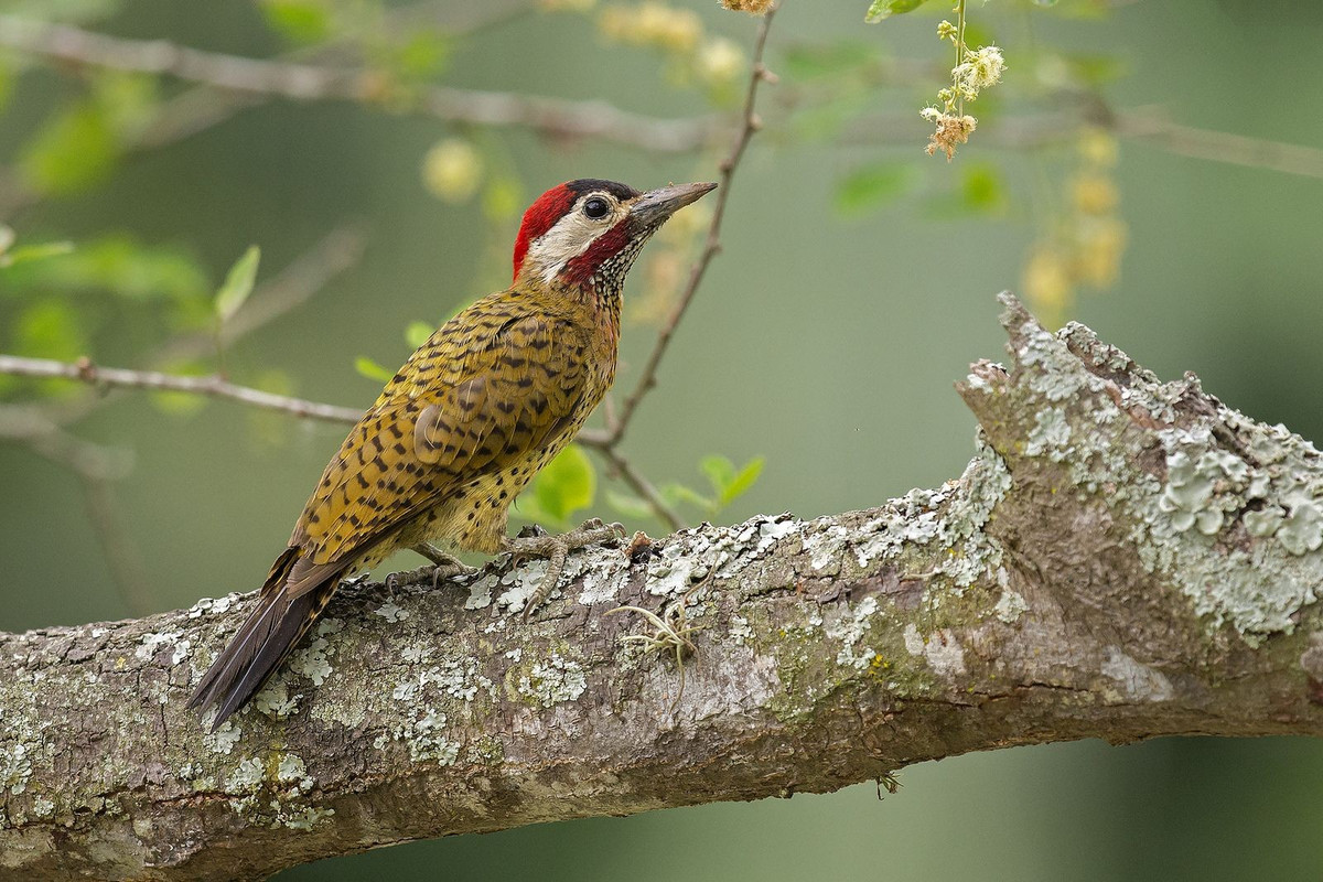  Giữ vai trò quan trọng trong hệ sinh thái rừng. Bằng việc kiểm soát côn trùng gây hại và tạo hốc cây làm tổ, chim gõ kiến góp phần duy trì cân bằng sinh thái. Nhiều loài chim và động vật khác phụ thuộc vào các hốc cây do chúng tạo ra. Ảnh: Pinterest.