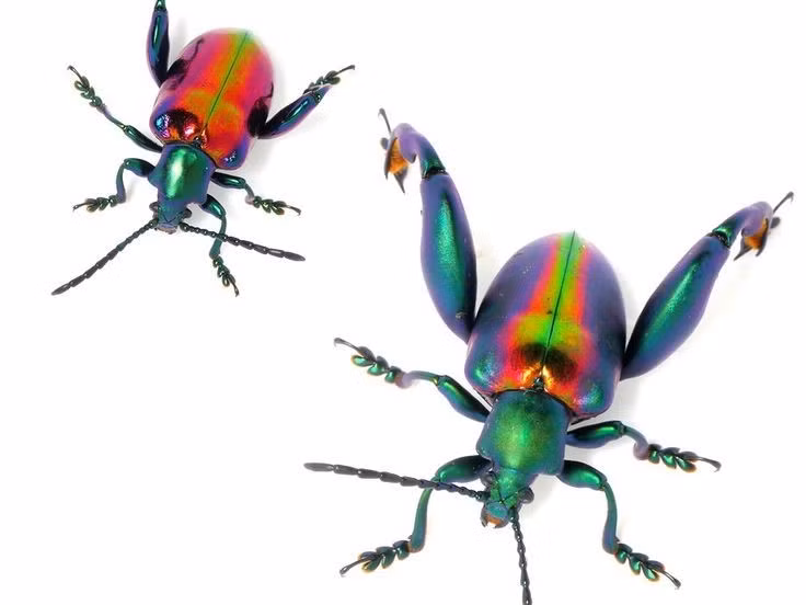  Là đối tượng được giới sưu tầm côn trùng yêu thích. Hình dáng độc lạ và màu sắc ánh kim khiến loài bọ này trở thành mẫu vật được săn tìm trong các bộ sưu tập côn trùng trên thế giới. Ảnh: Pinterest.