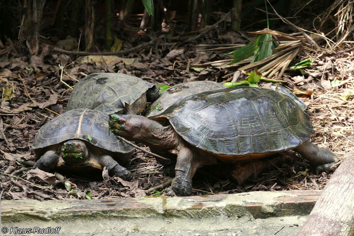  7. Bị săn bắt vì niềm tin vào y học cổ truyền. Ở một số quốc gia châu Á, rùa đất lớn bị khai thác để làm thuốc hoặc thực phẩm, một nguyên nhân quan trọng dẫn đến việc suy giảm số lượng trong tự nhiên. Ảnh: biolib.cz.