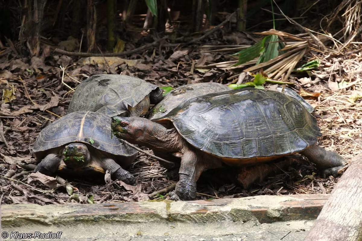  7. Bị săn bắt vì niềm tin vào y học cổ truyền. Ở một số quốc gia châu Á, rùa đất lớn bị khai thác để làm thuốc hoặc thực phẩm, một nguyên nhân quan trọng dẫn đến việc suy giảm số lượng trong tự nhiên. Ảnh: biolib.cz.