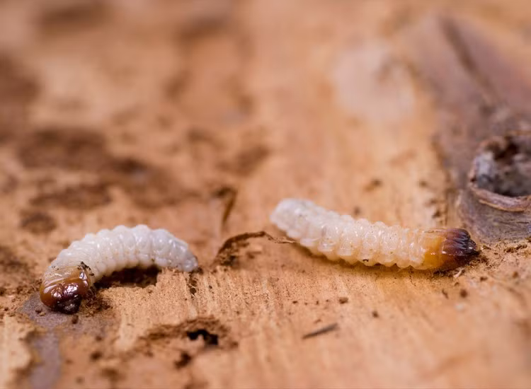 Ấu trùng là tác nhân phá hoại chính. Giai đoạn ấu trùng, một gỗ sống sâu trong gỗ, gặm nhấm âm thầm suốt nhiều năm trước khi trưởng thành. Ảnh: acslimited.co.uk.