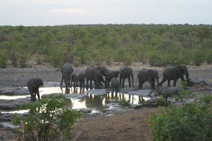  Điểm ngắm động vật lý tưởng. Các hố nước tự nhiên ở vườn quốc gia thu hút thú hoang, tạo điều kiện quan sát dễ dàng. Ảnh: Pinterest.