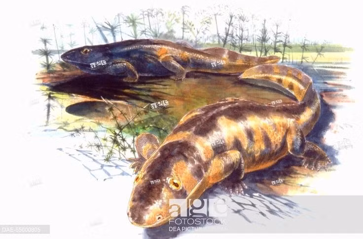  4. Khả năng thở kép. Sinh vật này vừa có phổi để thở không khí trên cạn, vừa có mang hỗ trợ trong môi trường nước, cho phép sống linh hoạt ở hai môi trường. Ảnh: Pinterest.