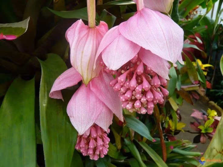  4. Là biểu tượng của sự sang trọng và quý phái. Vì vẻ ngoài kiêu sa, cây nho bạch tuộc thường được trưng bày trong các biệt thự, sảnh khách sạn và vườn nhà kính châu Âu. Ảnh: Pinterest.