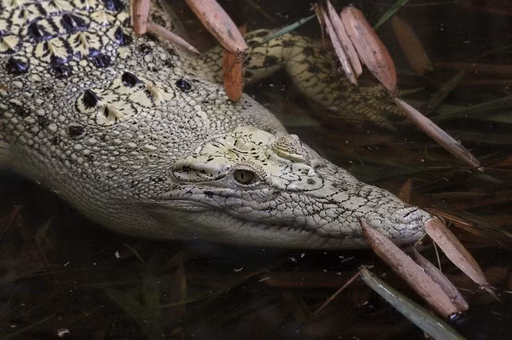  6. Được tôn kính trong văn hóa cổ truyền. Ở Campuchia và Thái Lan, cá sấu Xiêm từng được xem là sinh vật linh thiêng, xuất hiện trong truyền thuyết, tín ngưỡng và các điêu khắc chùa chiền cổ đại. Ảnh: Pinterest.