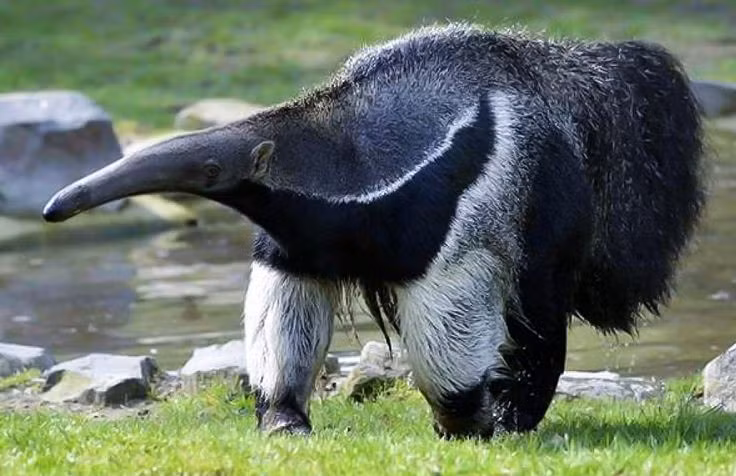  7. Kỹ năng phòng thủ. Khi bị đe dọa, chúng có thể dùng móng vuốt dài và khỏe để tự vệ chống lại kẻ thù. Ảnh: Pinterest.