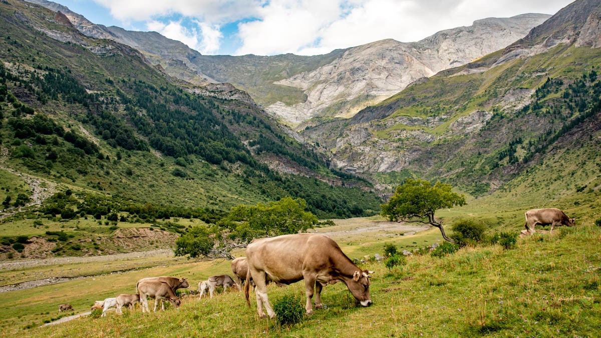  Gắn liền với truyền thống chăn thả du mục. Trong hàng thế kỷ, người dân địa phương đã duy trì hình thức chăn thả gia súc theo mùa, di chuyển đàn vật nuôi lên núi vào mùa hè. Hoạt động này góp phần định hình cảnh quan văn hóa độc đáo. Ảnh: wklcdn.com.