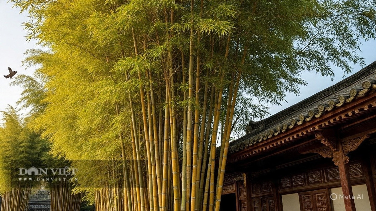 Với tre trúc, thân rễ phát triển mạnh có thể làm hỏng móng nhà nếu trồng quá gần cửa. Theo thời gian, nền móng dễ lỏng, tường nứt, gây dột và mất an toàn cho gia đình.