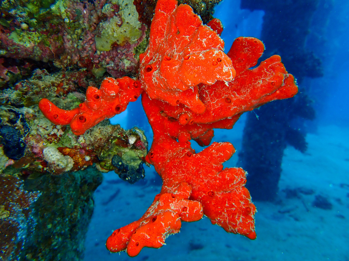  Sở hữu độc tố mạnh để tự vệ. Negombata magnifica tiết ra các hợp chất hóa học có khả năng gây kích ứng hoặc độc cho cá và sinh vật khác, giúp nó tránh bị ăn thịt trong môi trường cạnh tranh khốc liệt của rạn san hô. Ảnh: redseacreatures.com.