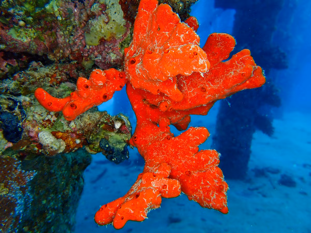  Sở hữu độc tố mạnh để tự vệ. Negombata magnifica tiết ra các hợp chất hóa học có khả năng gây kích ứng hoặc độc cho cá và sinh vật khác, giúp nó tránh bị ăn thịt trong môi trường cạnh tranh khốc liệt của rạn san hô. Ảnh: redseacreatures.com.