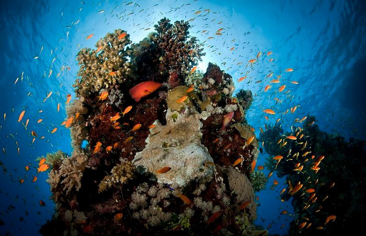  Sở hữu hệ san hô cực kỳ đa dạng. Khu bảo tồn có hơn 360 loài san hô, chiếm phần lớn các loài san hô được biết đến trên thế giới, tạo nên những “thành phố dưới nước” rực rỡ sắc màu. Ảnh: Pinterest.