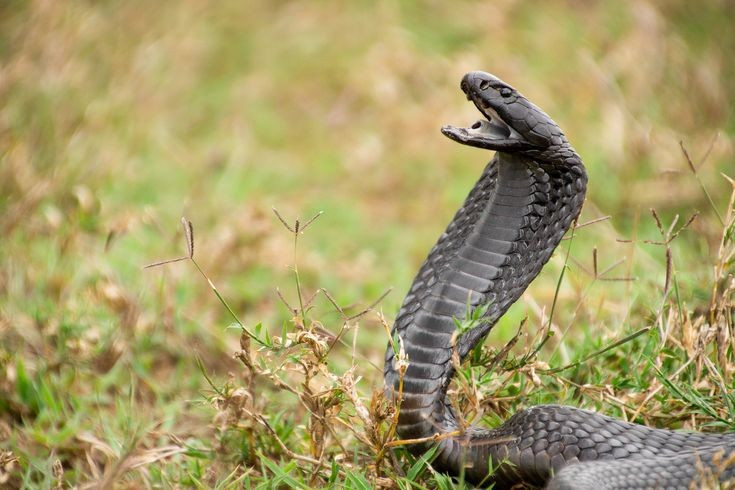  Nọc độc gây mù lòa tạm thời. Nọc khi bắn vào mắt sẽ gây đau rát dữ dội, viêm kết mạc và có thể dẫn tới mù vĩnh viễn nếu không được rửa sạch kịp thời. Ảnh: Pinterest.