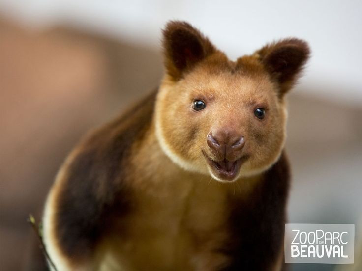View - Lạ lùng loài chuột túi sở hữu tuyệt kỹ leo trèo điêu luyện | Báo Tri thức và Cuộc sống - TIN TỨC PHỔ BIẾN KIẾN THỨC 24H