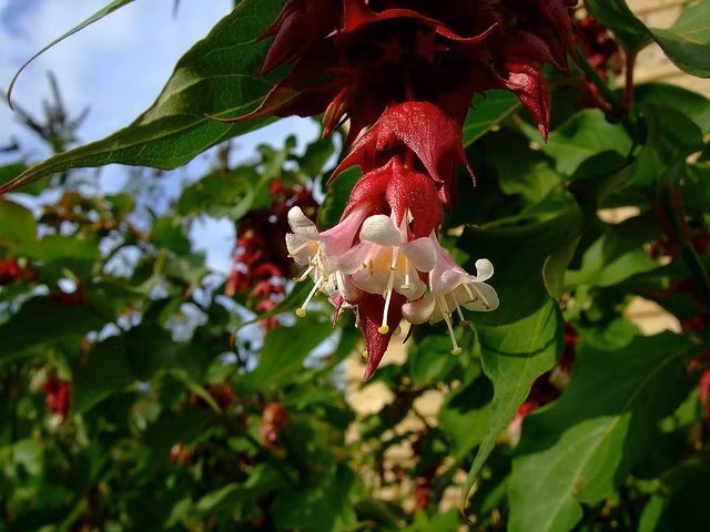  Hoa rủ độc đáo với màu sắc tương phản. Hoa của loài cây này mọc thành chùm rủ xuống, được bao bọc bởi các lá bắc màu tím sẫm hoặc đỏ rượu vang. Phần hoa bên trong thường có màu trắng pha tím, tạo nên sự tương phản mạnh mẽ và rất thu hút ánh nhìn. Ảnh: Pinterest.