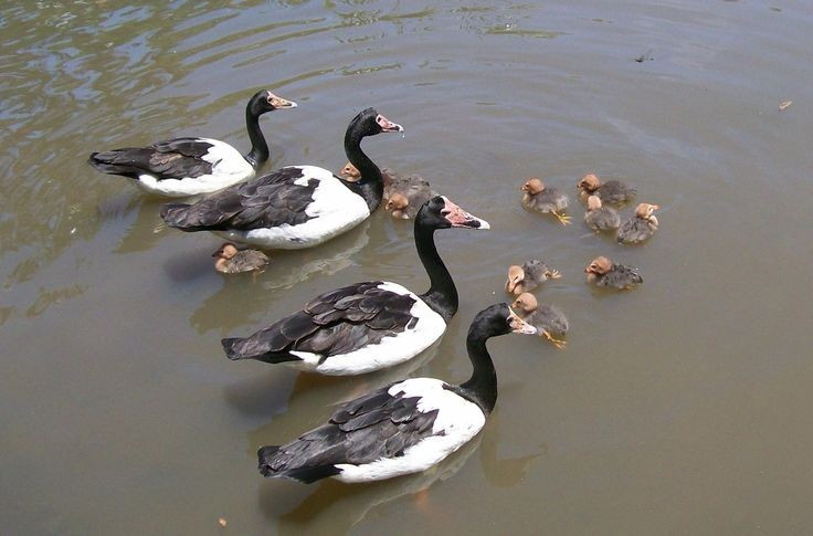  Sống thành đàn rất lớn. Ở những khu đầm lầy rộng lớn, ngỗng bồ các có thể tụ tập thành đàn hàng nghìn cá thể. Những đàn chim đông đúc này tạo nên cảnh tượng rất ấn tượng, đặc biệt khi cả đàn cùng cất cánh bay lên khỏi mặt nước. Ảnh: Pinterest.