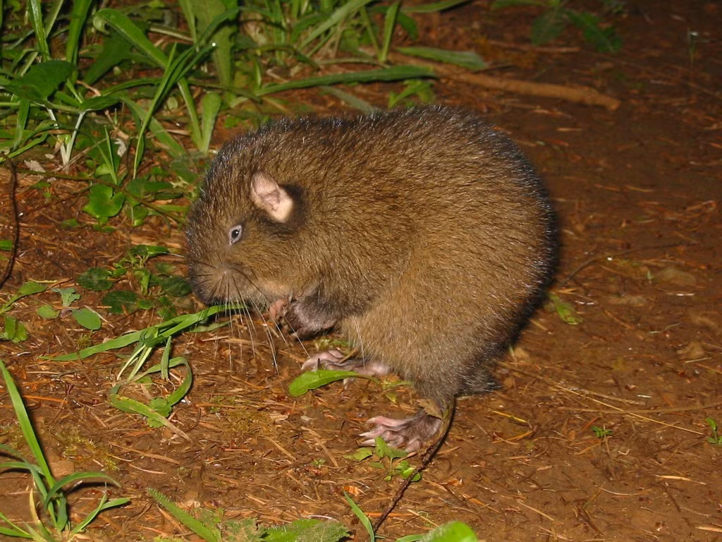  Biểu tượng tiến hóa cổ đại. Loài hải li núi là bằng chứng sống cho thấy sự ổn định di truyền đáng kinh ngạc qua hàng triệu năm. Ảnh: inaturalist.org.