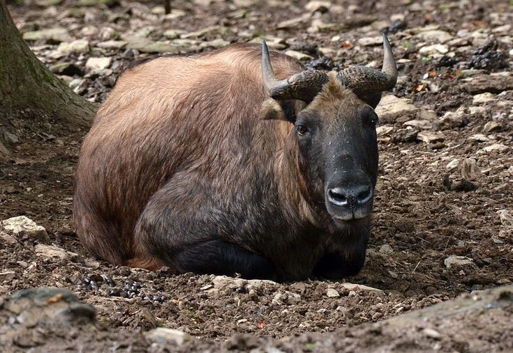 View - Lạ lùng loài vật nửa trâu rừng nửa linh dương thống trị Himalaya | Báo Tri thức và Cuộc sống - TIN TỨC PHỔ BIẾN KIẾN THỨC 24H