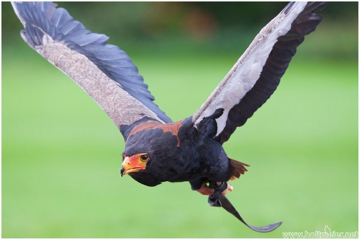  Biểu tượng văn hóa trong nhiều cộng đồng châu Phi. Trong một số nền văn hóa bản địa, diều mặt đỏ được xem là loài chim linh thiêng, gắn với quyền lực, bảo vệ hoặc thông điệp từ thế giới tâm linh. Ảnh: Pinterest.