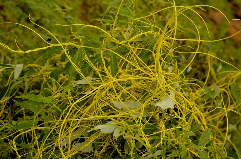  Có thể ký sinh trên nhiều loài cây khác nhau. Dây tơ hồng không quá kén chọn vật chủ, từ cây dại, cây thuốc đến cây trồng nông nghiệp đều có thể bị xâm nhiễm. Ảnh: indiabiodiversity.org.